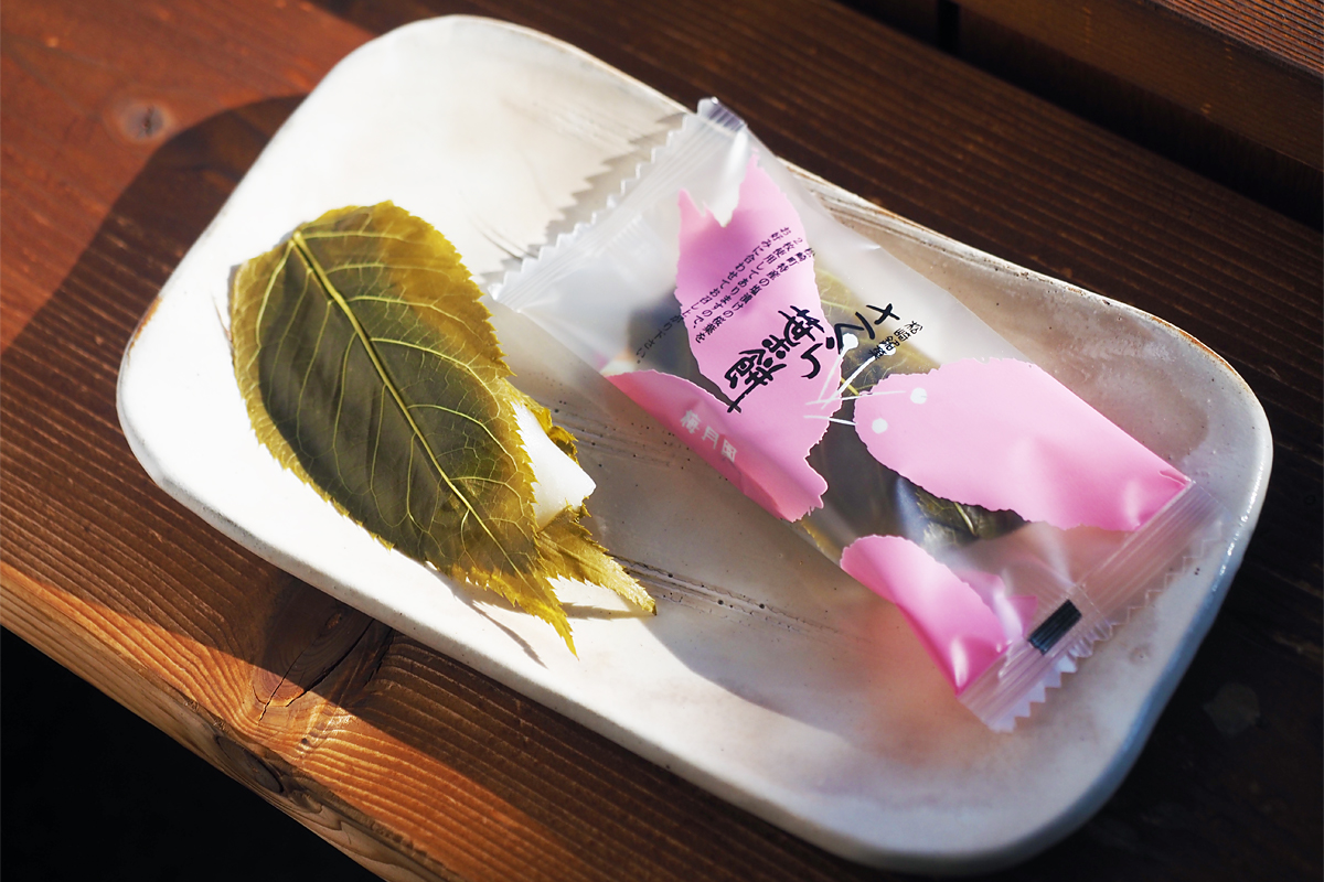 西伊豆 松崎町の「桜葉(さくらば)」photo by 安藤美紀